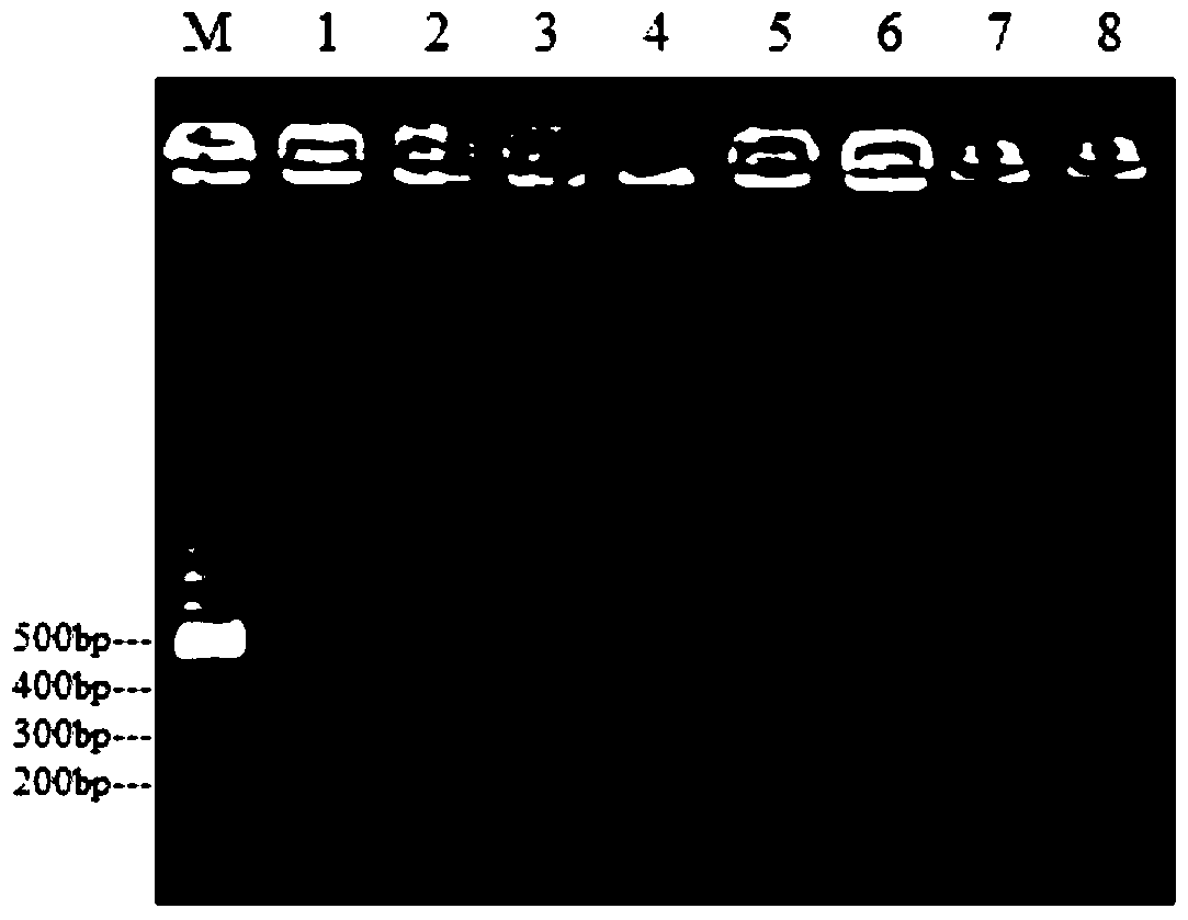 A kind of primer and method for detecting Enterobacter cloacae O20 type