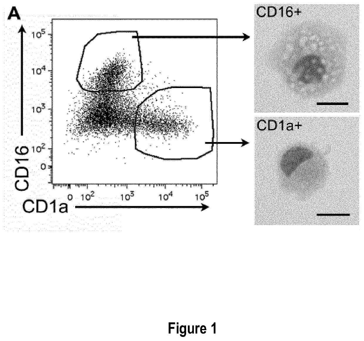 New Anti-lsp1 antibody