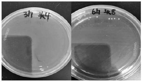 Vaccine strain screening method