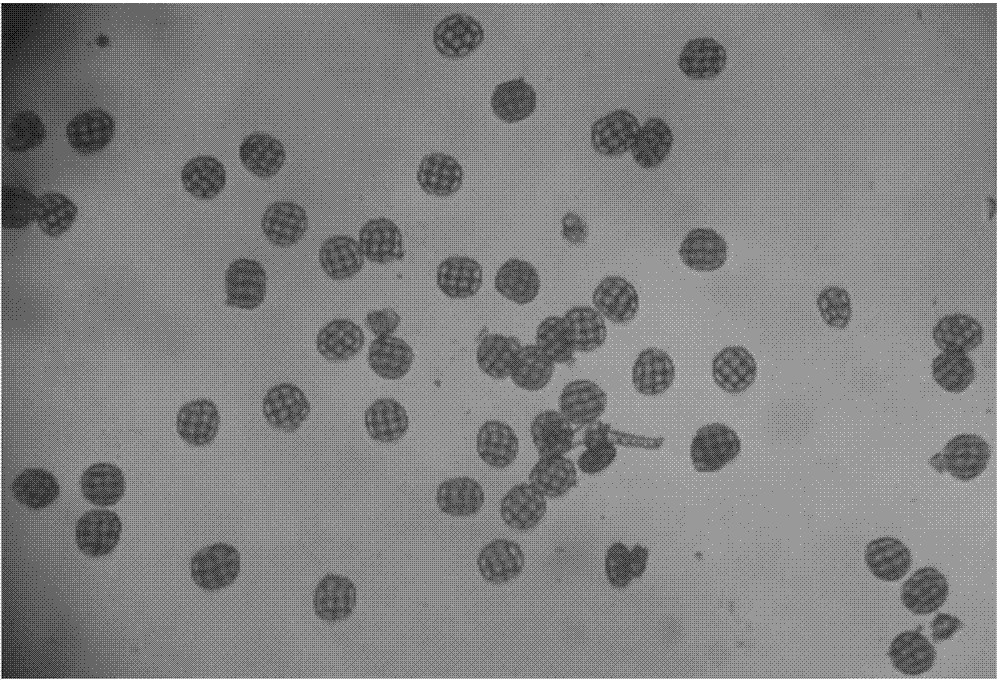 Collection, storage, in-vitro culture and viability detection technology for acacia auriculiformis pollen