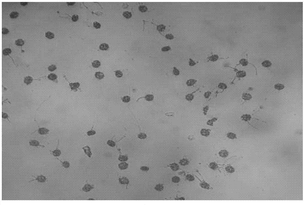 Collection, storage, in-vitro culture and viability detection technology for acacia auriculiformis pollen