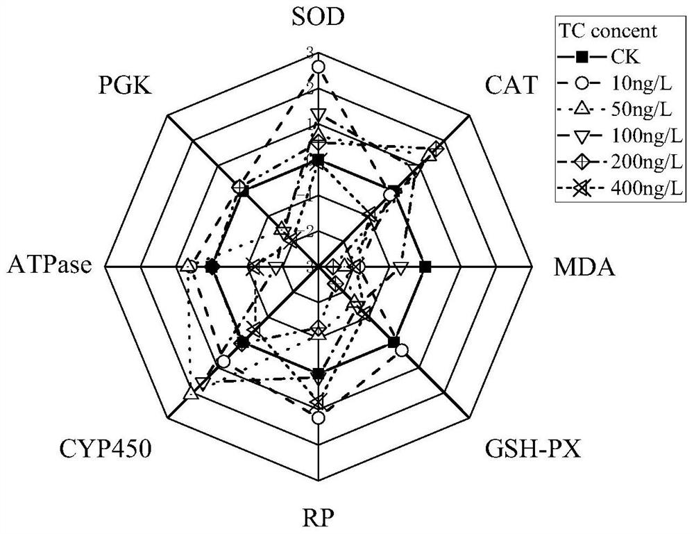 Method for detecting and evaluating tetracycline environmental risk by using paramecium biomarkers and IBR