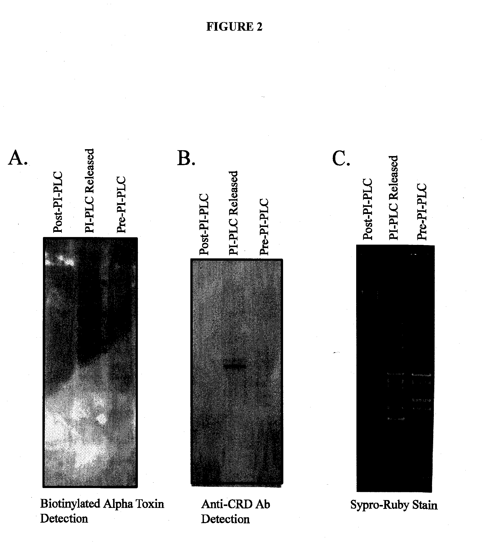 Alpha toxin detection of gpi anchored proteins