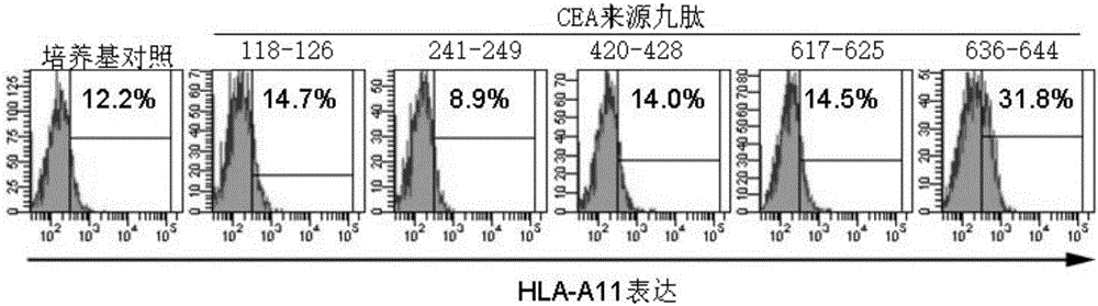 HLA-A11 restricted and carcino-embryonic antigen originated epitope peptide and application thereof