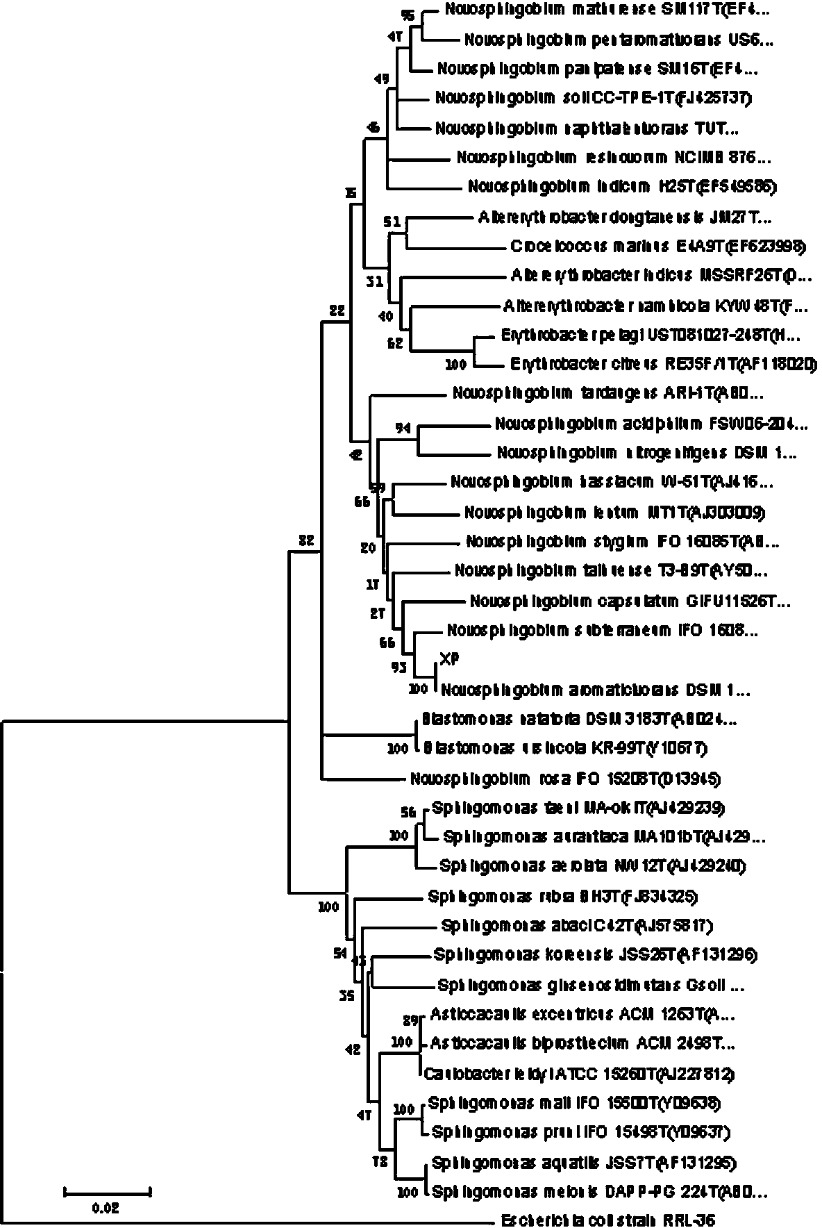 Application of sphingomonas strain xp in degrading polyphenolic compounds in tobacco stems