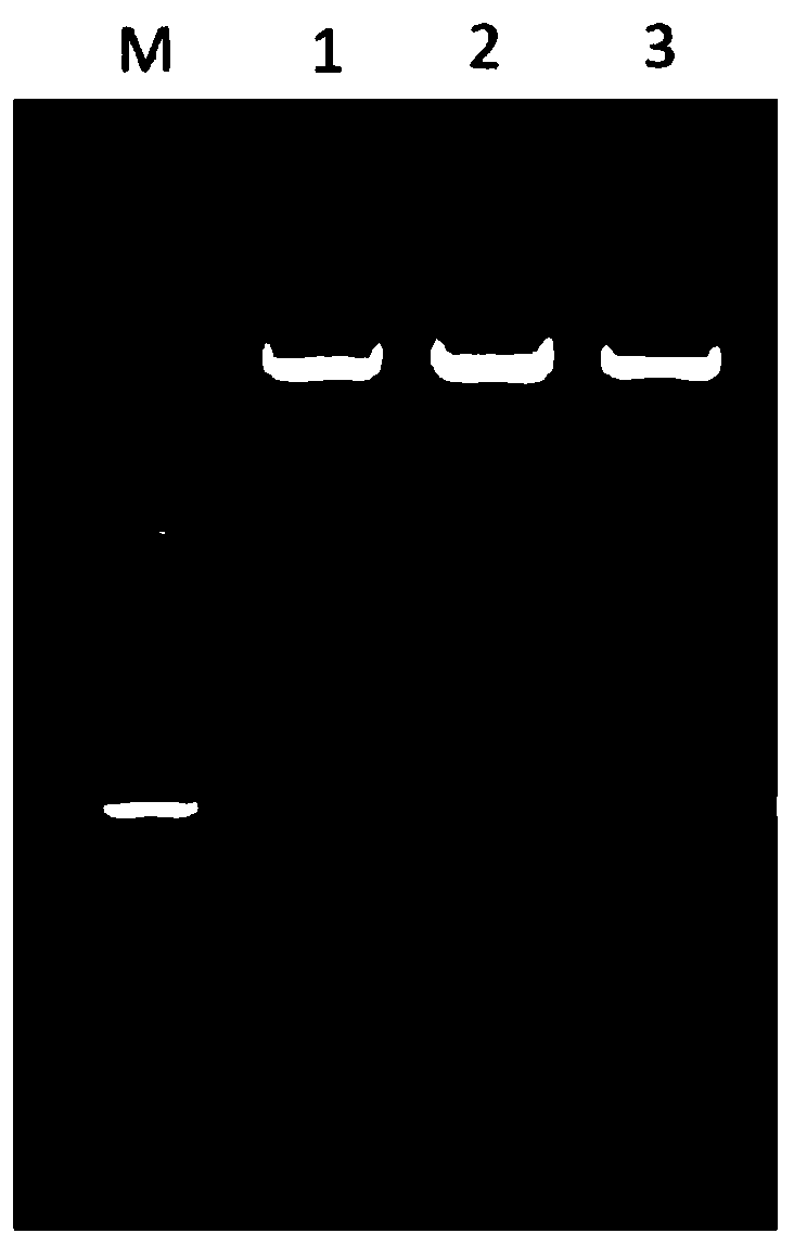 Single guide RNA (sgRNA) guiding sequence specifically targeting mouse Galt gene and application of sgRNA guiding sequence