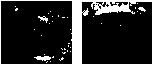 Gold spiced corned egg and manufacture method thereof