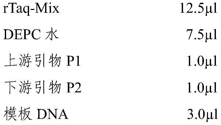 A strain of Haemophilus parasuis serotype 13 and its application