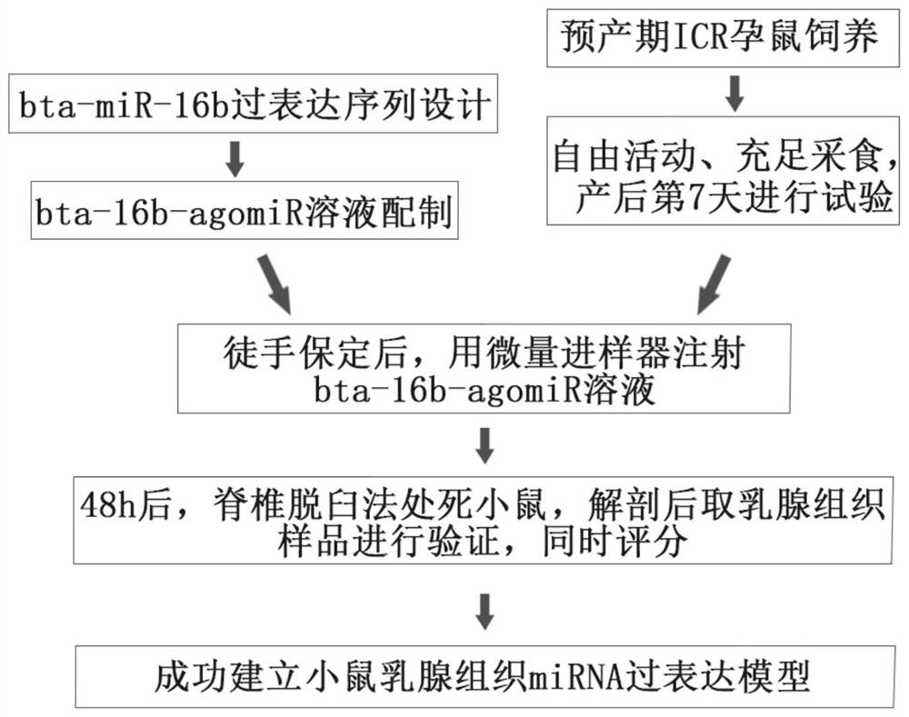 Construction method and application of mouse mammary tissue miRNA overexpression model