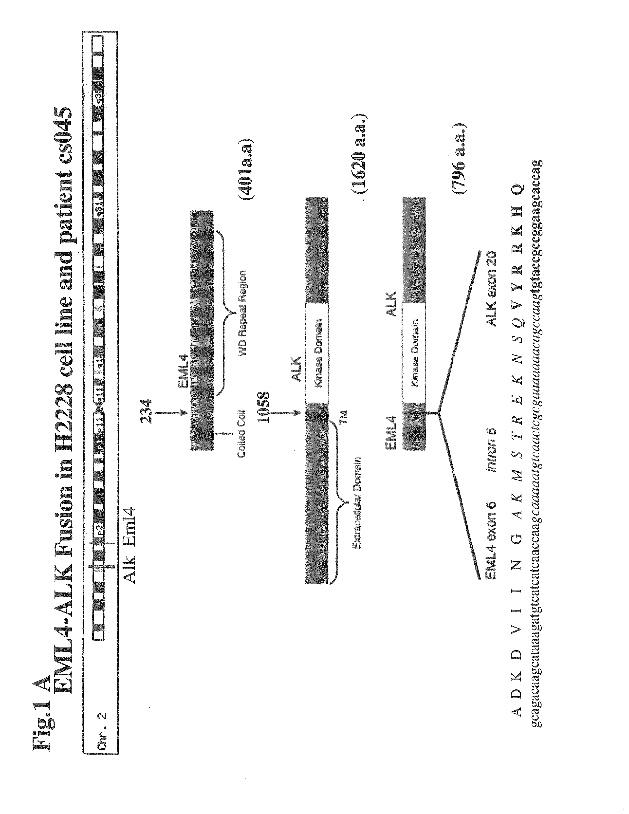 Gene Defects and Mutant ALK Kinase in Human Solid Tumors