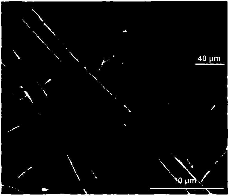 Functional guidance muscle tissue repair membrane and preparation method and application thereof