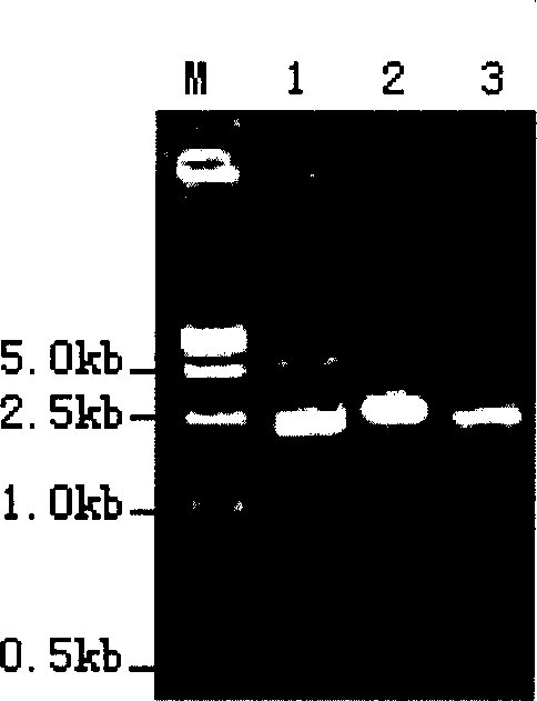 DNA sequence for constituting T carrier and the T carrier constituting process