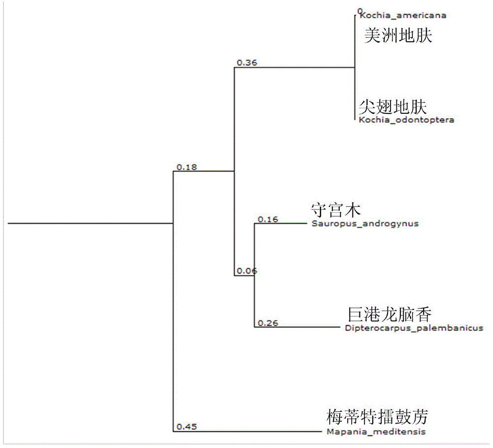 Phylogenetic tree rebuilding method for building sub trees on basis of big trees