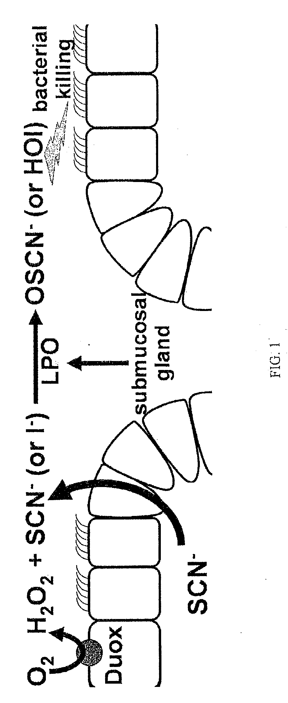 Halides in the treatment of pathogenic infection