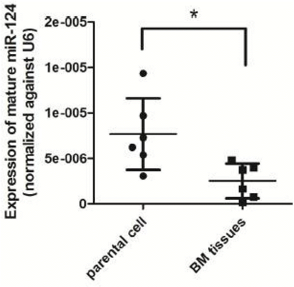 Application of miR-124 in mammary cancer bone metastasis diseases