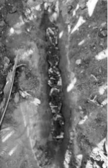 Preparation method and application of low-temperature efficient corn straw degrading bacterial agent