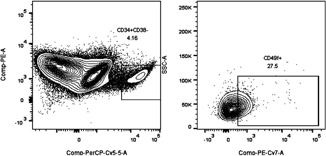 Culture system for in-vitro amplification of hematopoietic stem cells