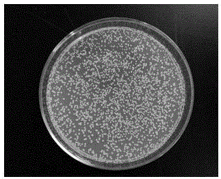 Alginate composite antibiotic dressing and the preparation method