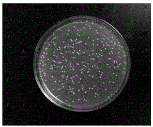 Alginate composite antibiotic dressing and the preparation method