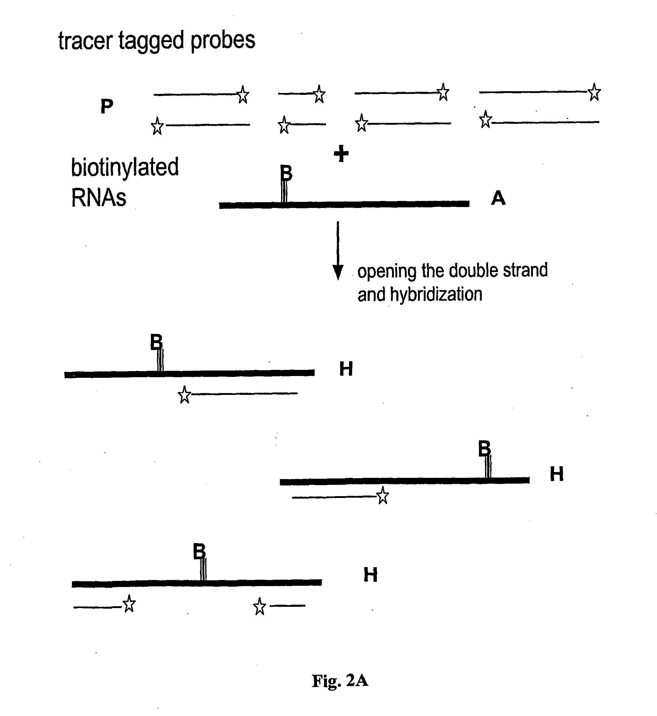 Method and test kit for quantitative determination of polynucleotides in a mixture