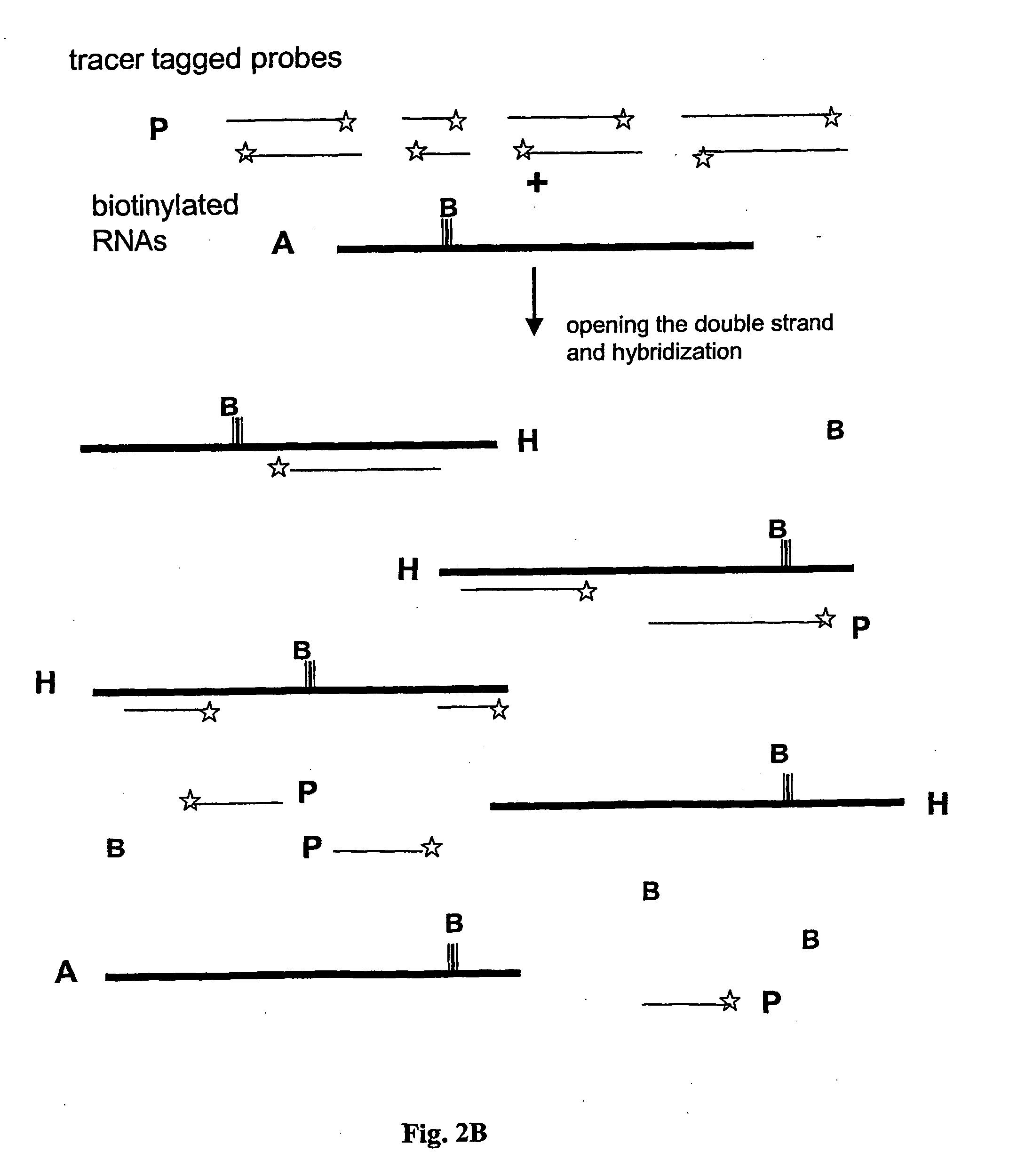 Method and test kit for quantitative determination of polynucleotides in a mixture