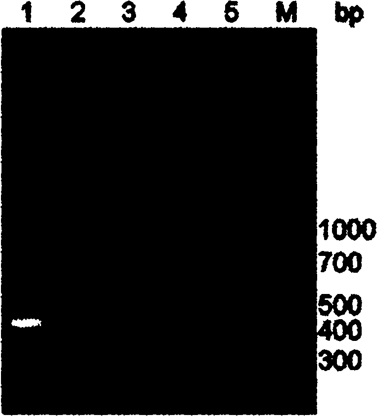 Porcine circovirus type 2 recombinant cap protein and subunit vaccine