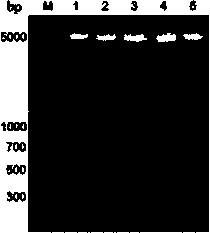 Porcine circovirus type 2 recombinant cap protein and subunit vaccine