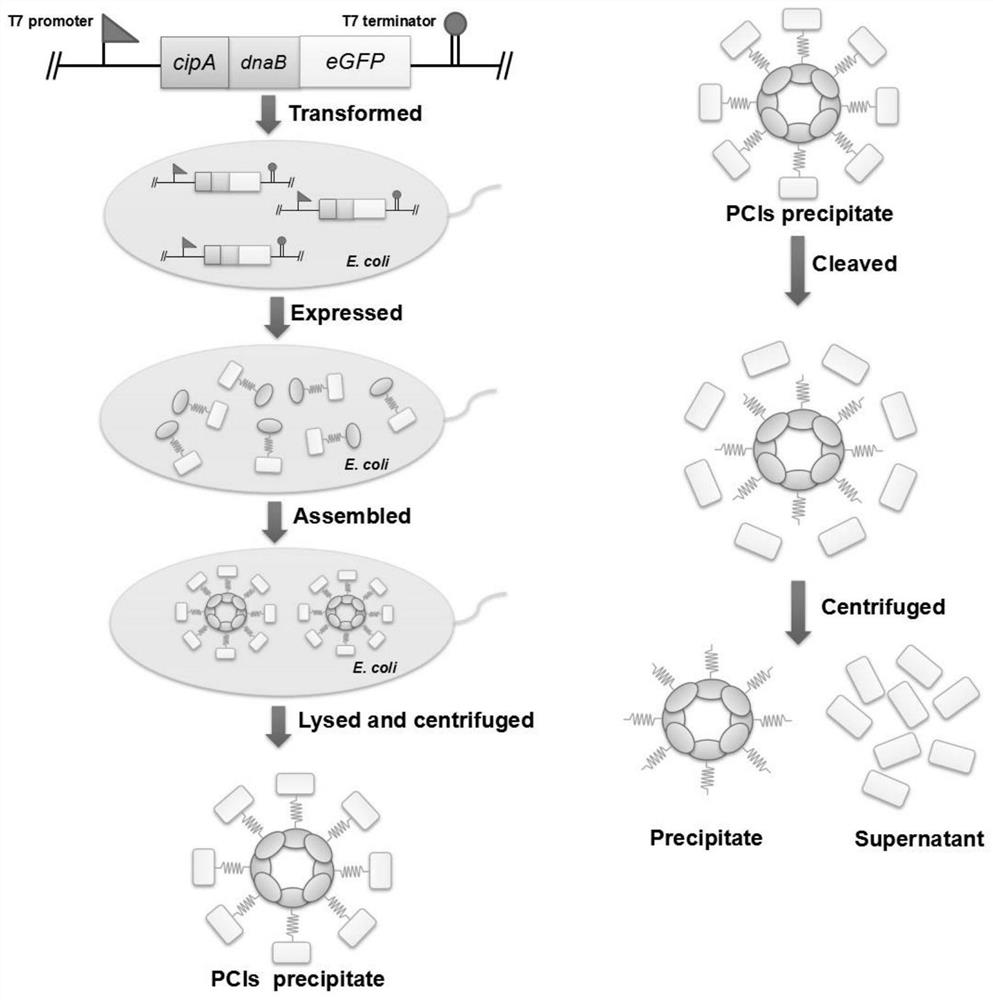 A simple and efficient method for protein purification