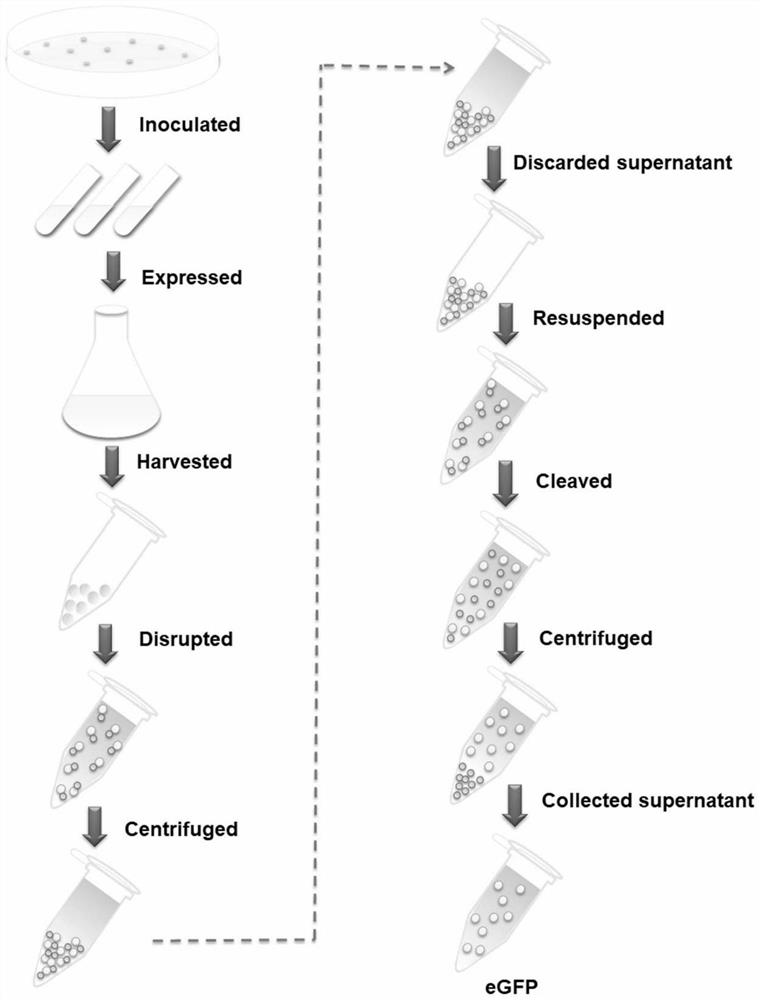 A simple and efficient method for protein purification