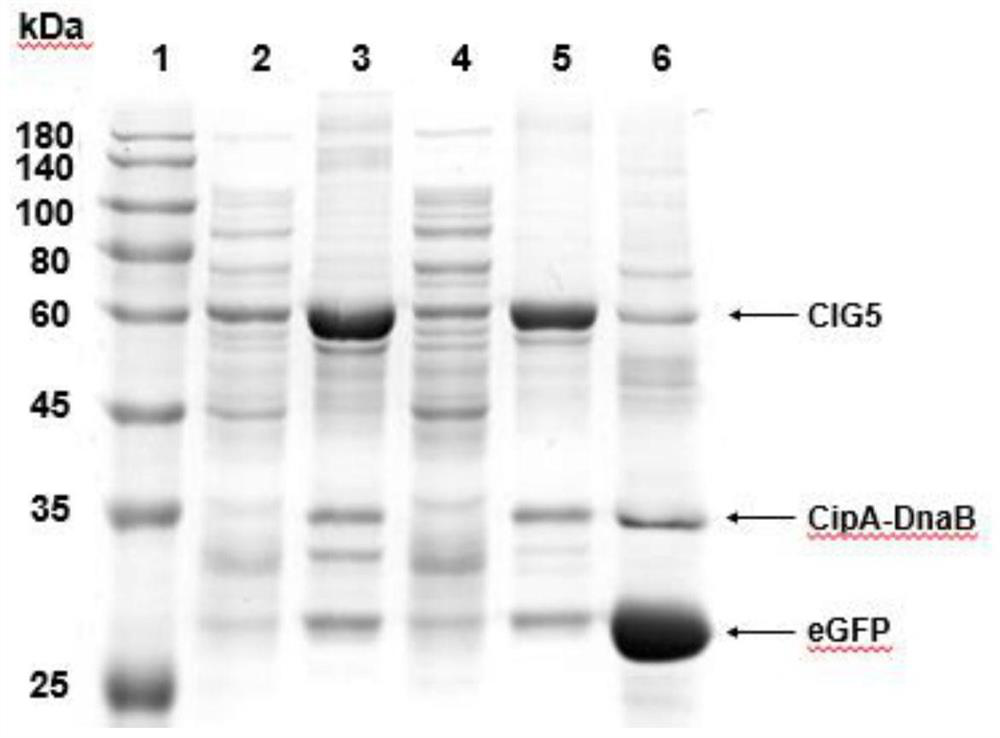 A simple and efficient method for protein purification