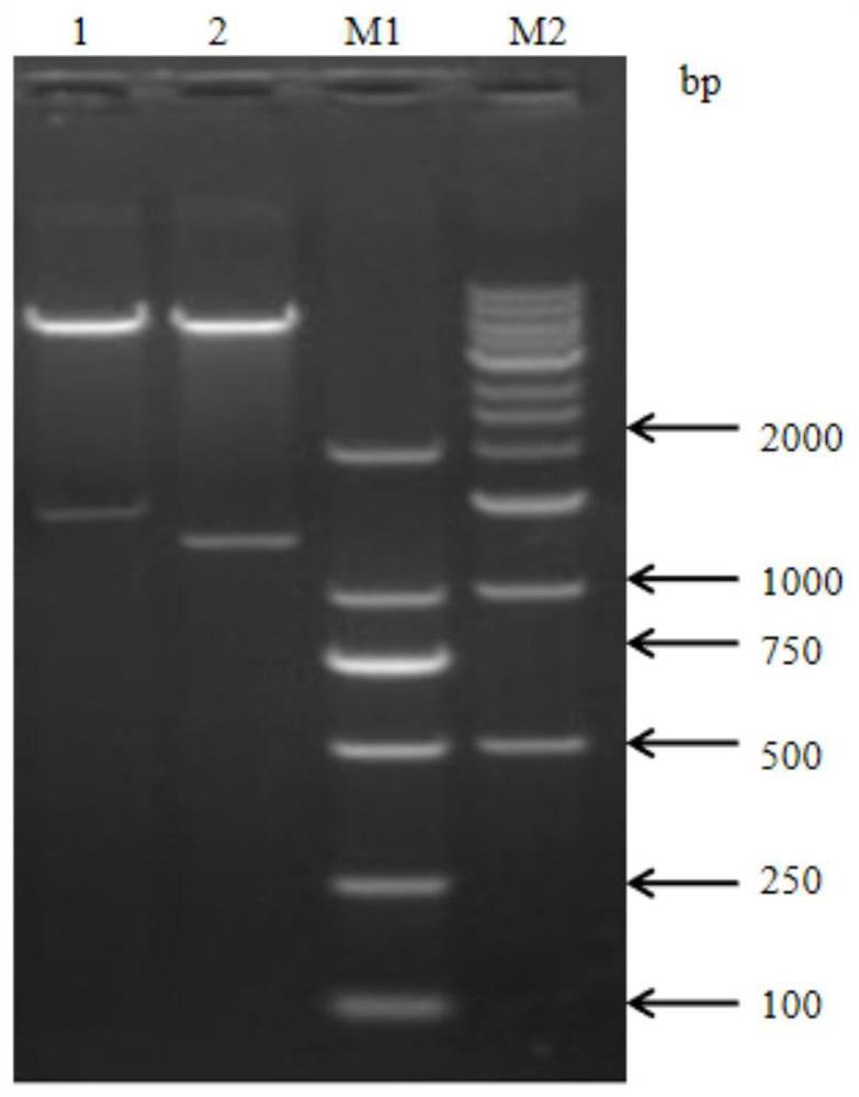 Swine streptococcosis vaccine