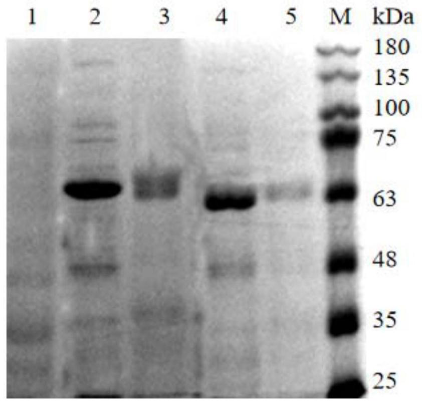 Swine streptococcosis vaccine