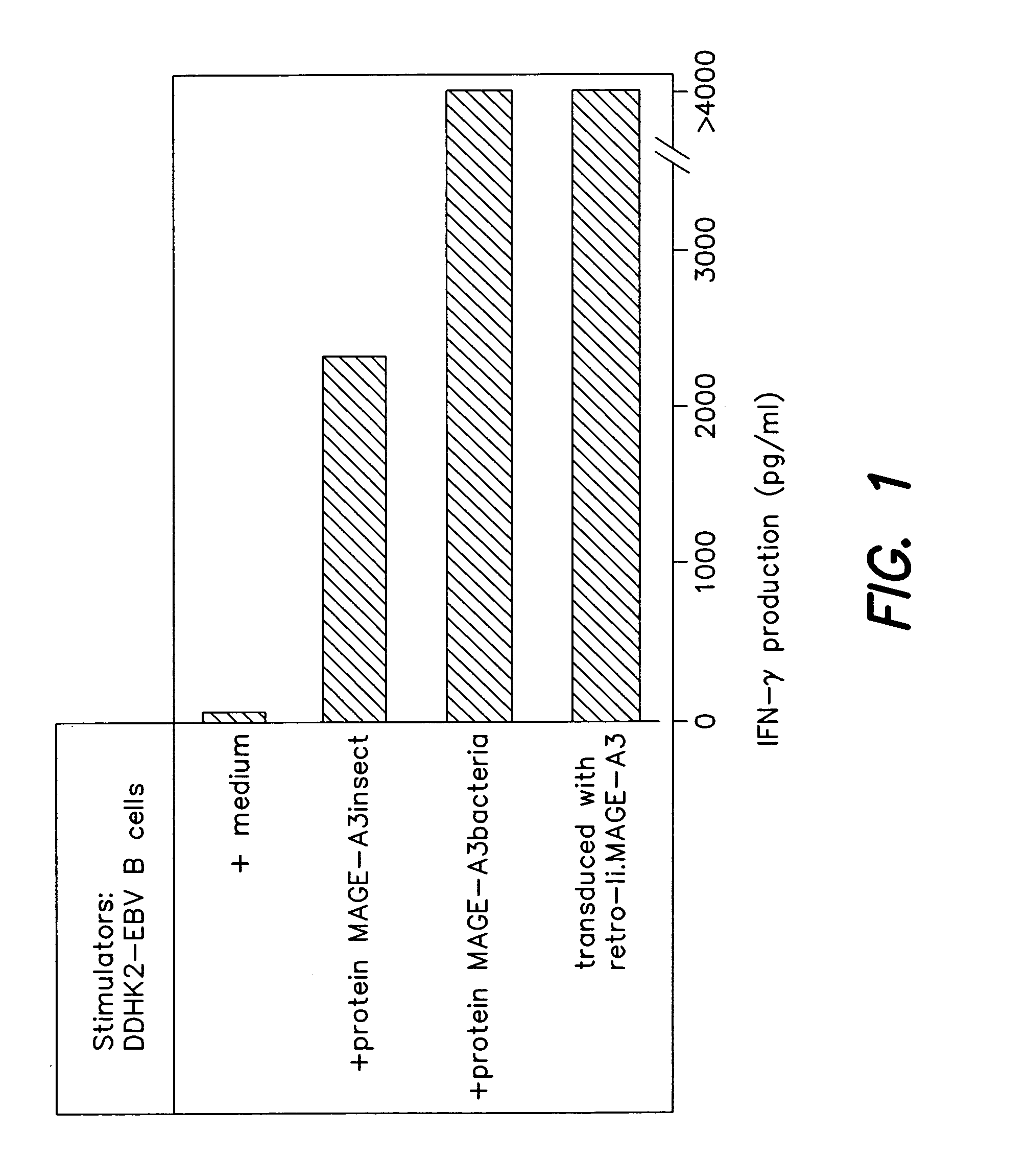 MAGE-A3 peptides presented by HLA class II molecules