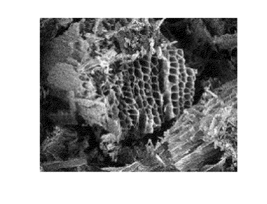 Activated carbon associated with alkaline or alkali iodide