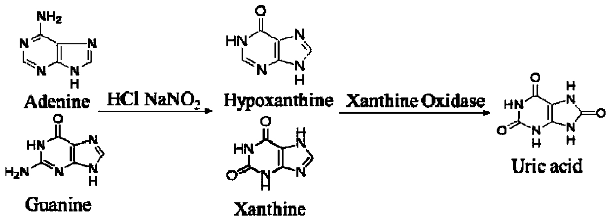 Method for detecting tyramine content in aquatic products based on azo coupling reaction and surface enhanced resonance Raman scattering