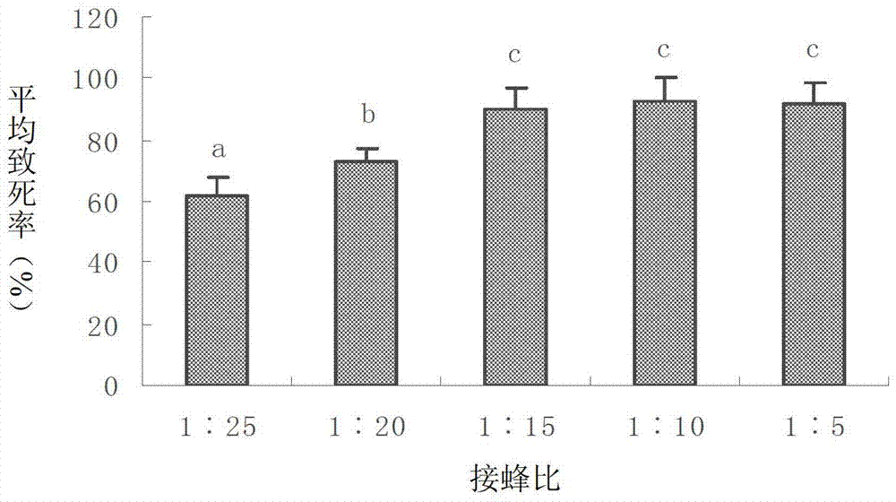 Propagation method of Diglyphus isaea by use of Chromatomyia horticola