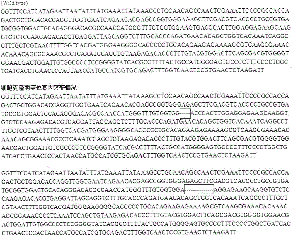 Cell model obtained after targeted knockout of rabbit bone morphogenetic protein-2 (BMP2) gene based on CRISPR/Cas9 and application thereof