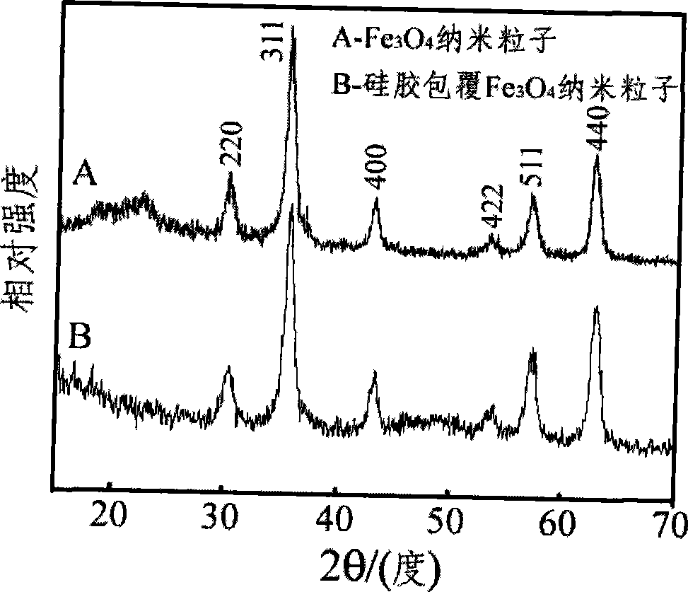 Amido modified magnetic nano-particle and method for preparing immune magnetic nano-separation agent