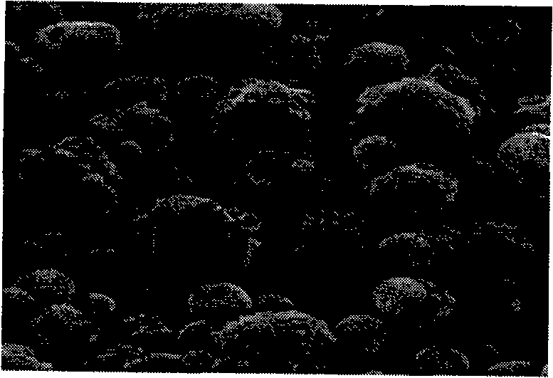 Method for preparing micro-fine and ultra-fine calcium carbonate of different crystal forms from carbide slag