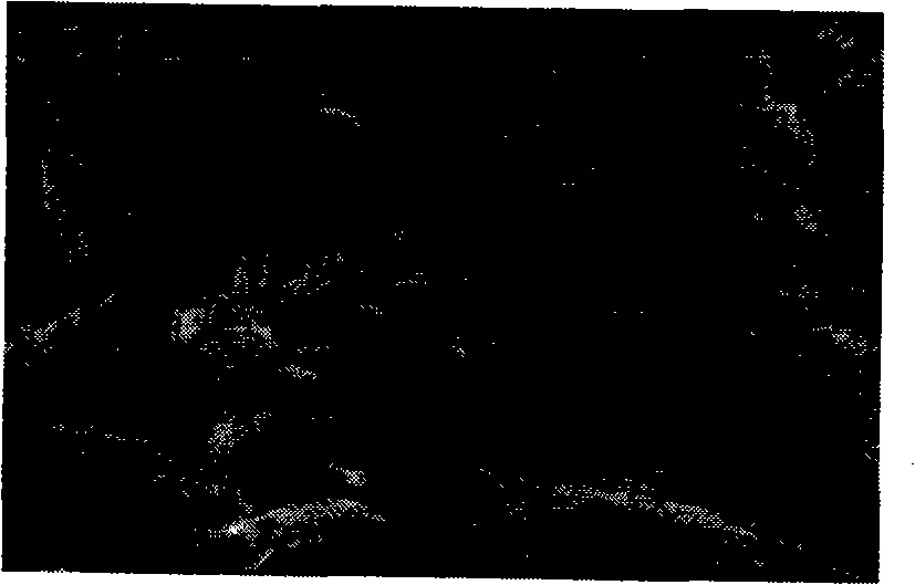 Method for preparing micro-fine and ultra-fine calcium carbonate of different crystal forms from carbide slag