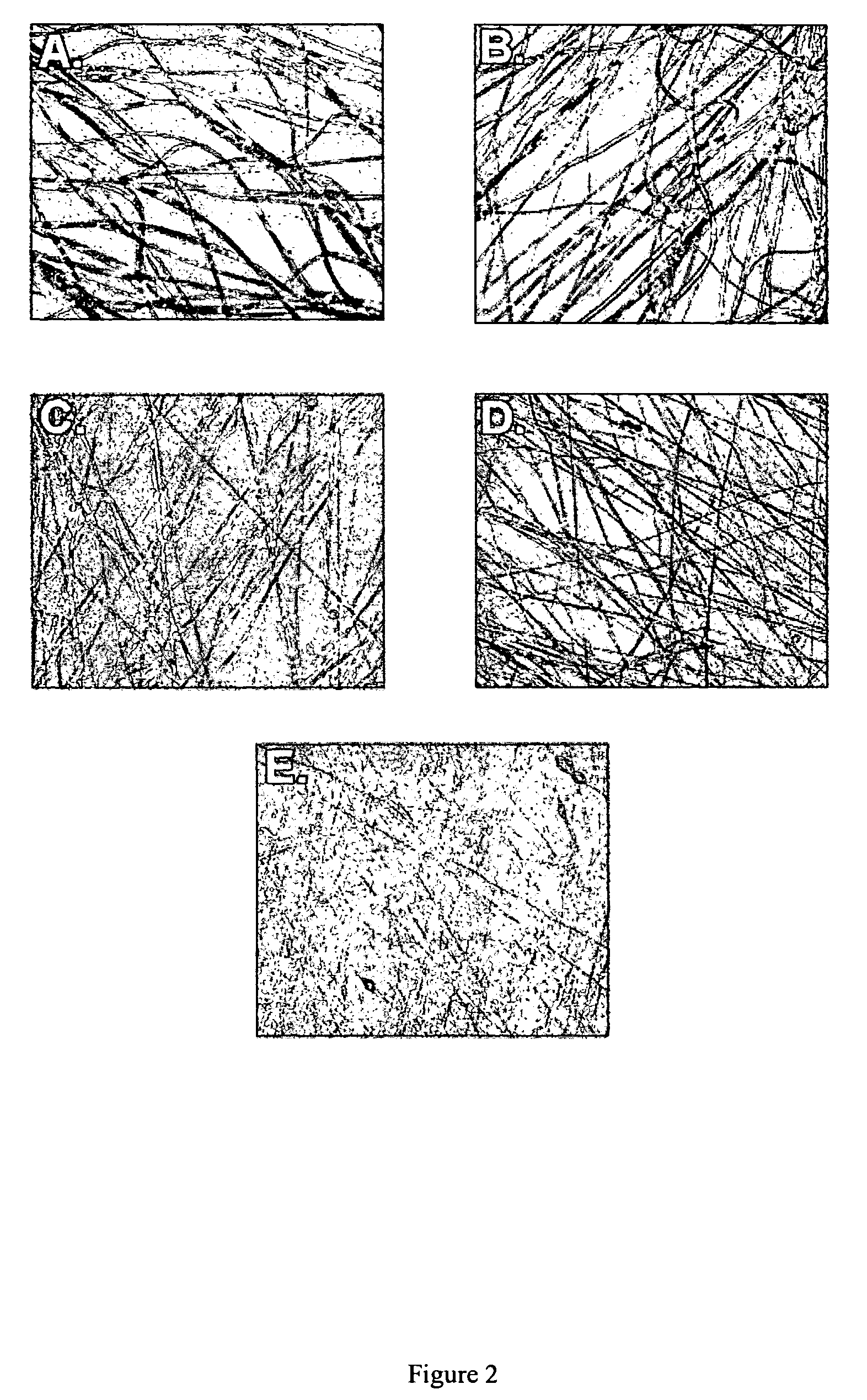 Nanofibrillar structure and applications including cell and tissue culture