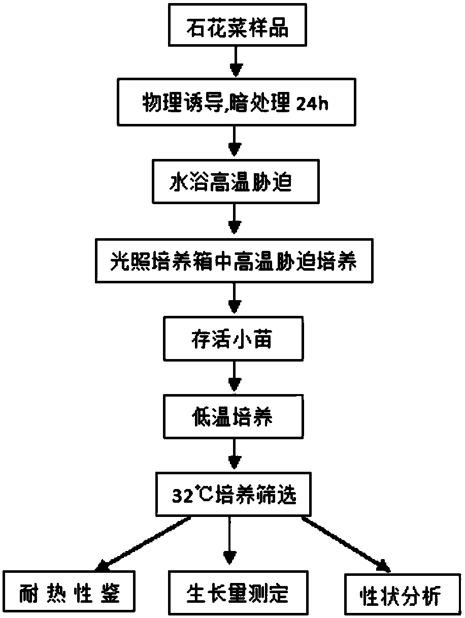 Cultivation method of high-temperature-resistant gelidium amansii