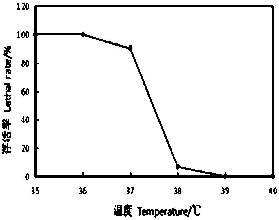 Cultivation method of high-temperature-resistant gelidium amansii