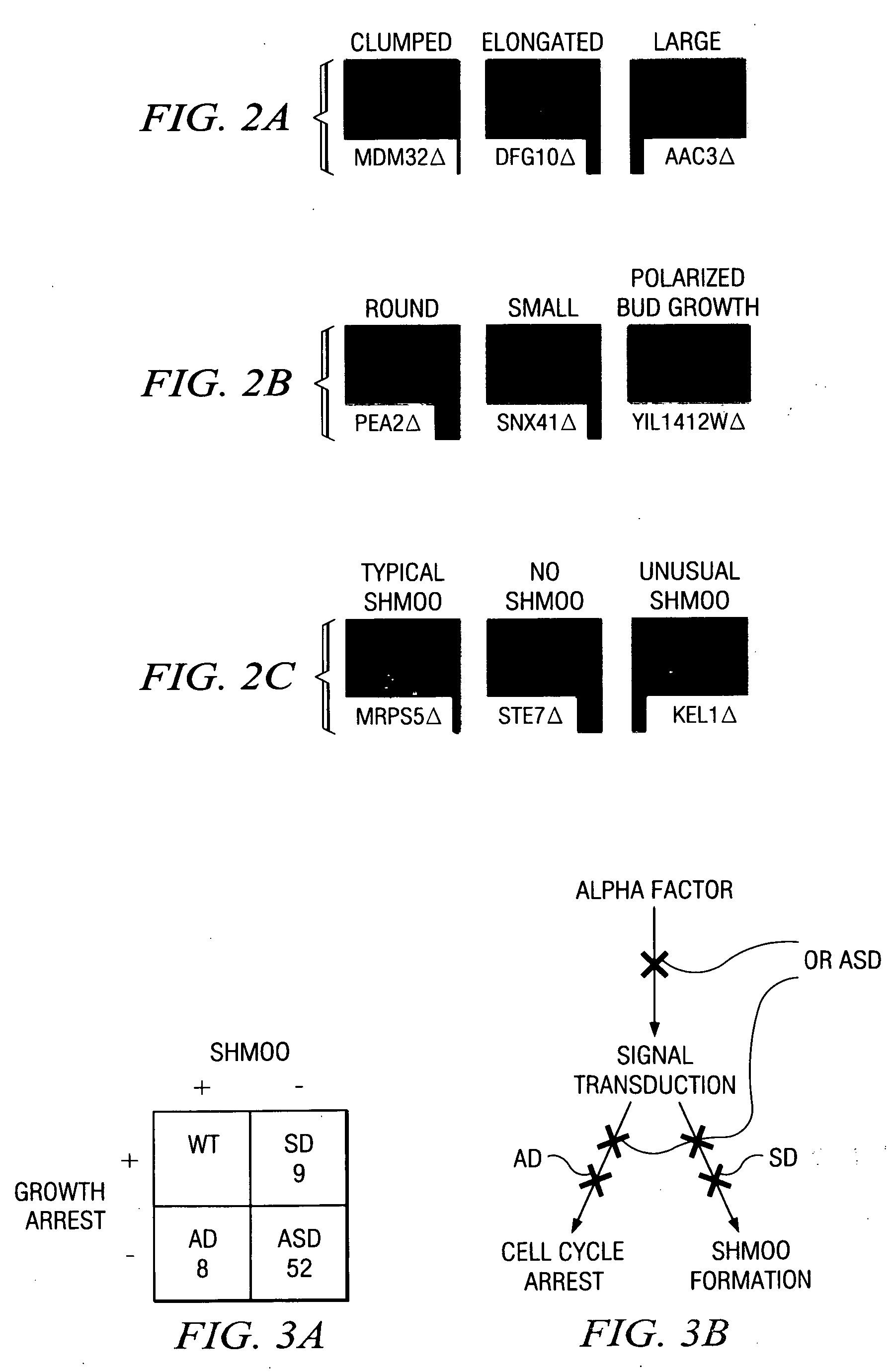 Cell microarray for profiling of cellular phenotypes and gene function