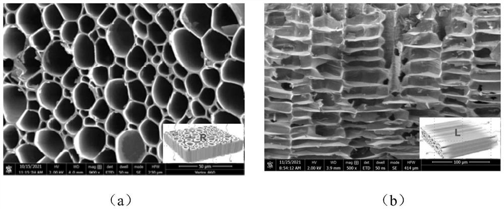 Bamboo-like carbon nanotube composite material based on wood carbonized porous structure and preparation method of bamboo-like carbon nanotube composite material