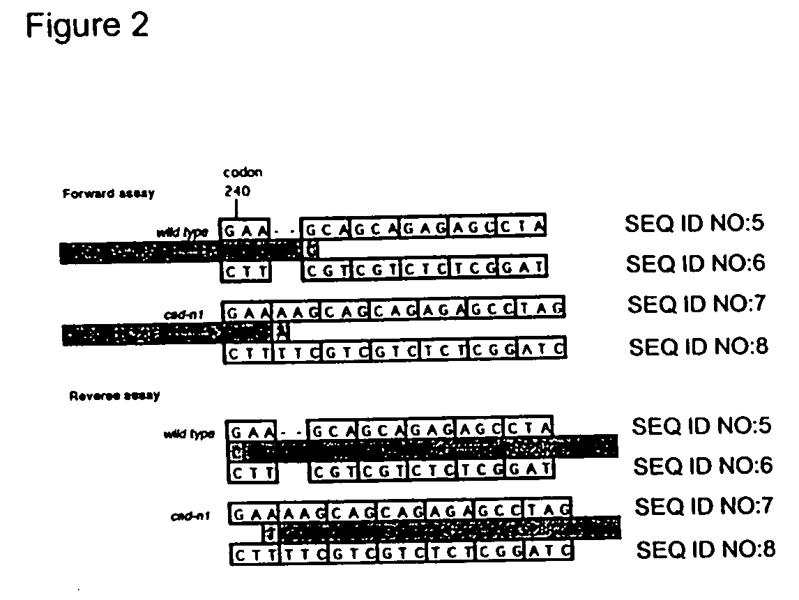 Compositions and methods for detecting a sequence mutation in the cinnamyl alcohol dehydrogenase gene associated with altered lignification in loblolly pine