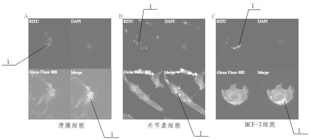 The application of nano-synthetase to promote the synthesis of high-molecular hyaluronic acid in cells