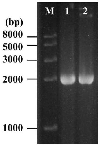 Penicillin-binding protein bt-pbp2x and its application