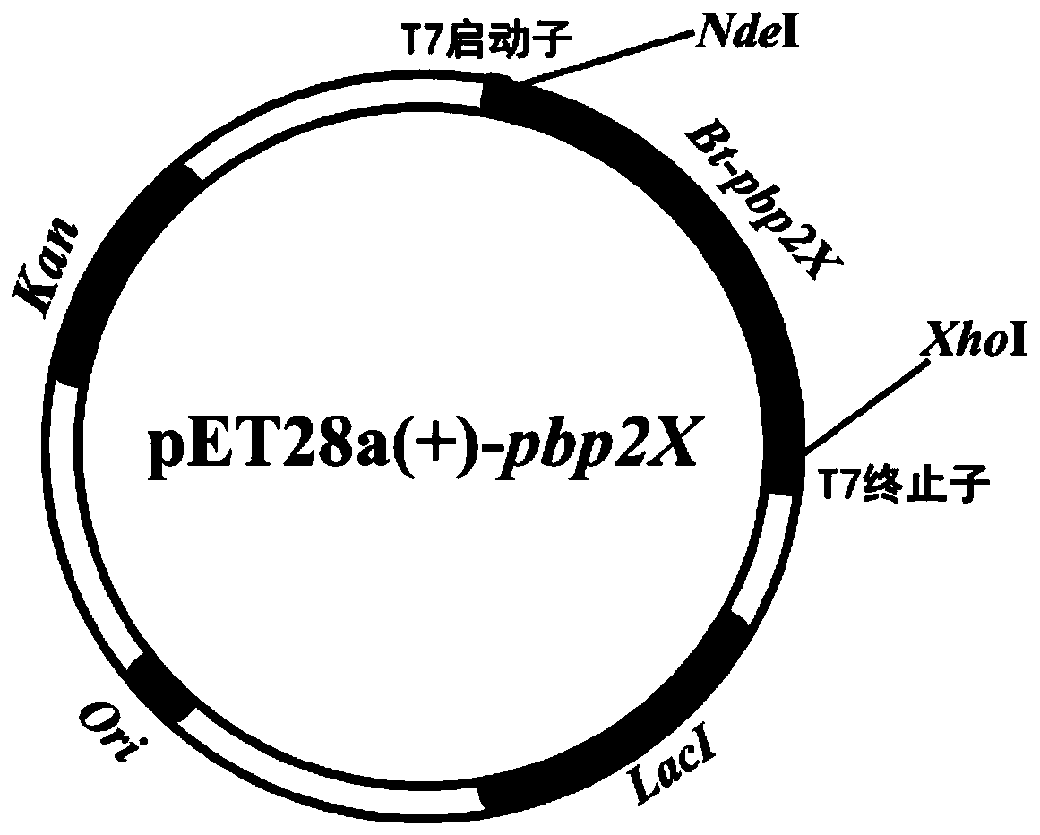 Penicillin-binding protein bt-pbp2x and its application