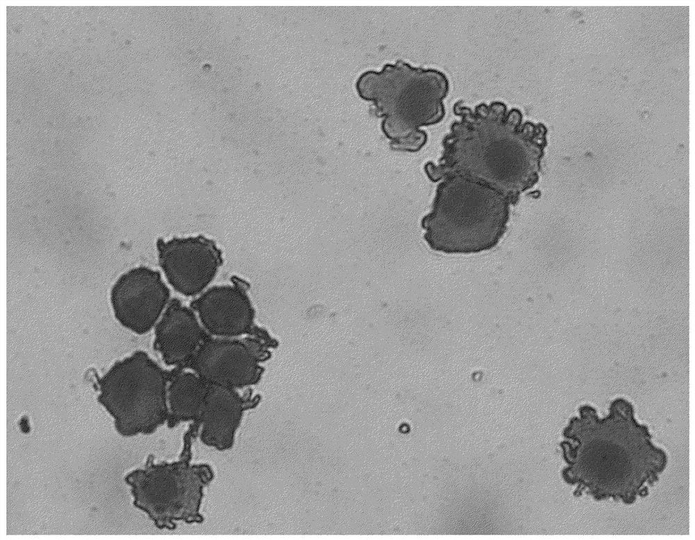 Method for evaluating Anti-infective drugs, vaccines, etc. using immortalized monocytic cells and induced cells